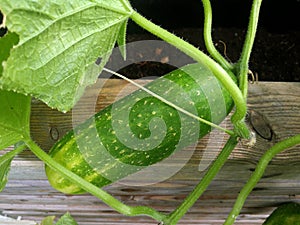 Cucumber not yet ripe unpicked on a shrub