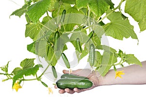 Cucumber plant