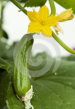 Cucumber plant