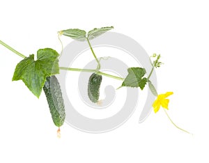 Cucumber plant