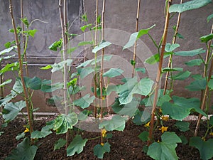 Cucumber plant