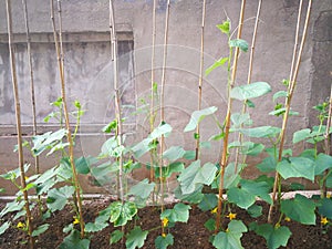 Cucumber plant