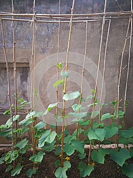 Cucumber plant