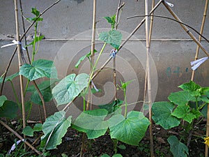 Cucumber plant
