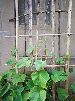 Cucumber plant