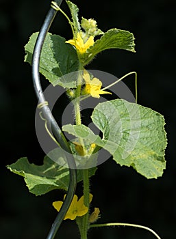 Cucumber plant with blossoms