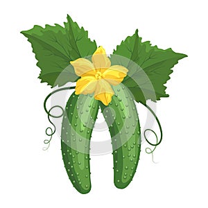 Cucumber plant cartoon drawing