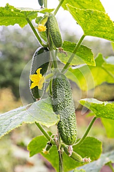 Cucumber plant with cucumbers, green leaves and yellow flower close up in garden. Organic gardening, farming