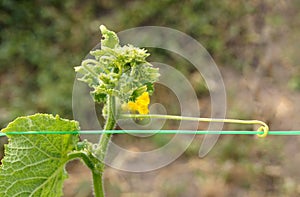 Cucumber plant with Flowers end tendrils