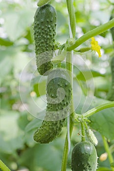 Cucumber plant in a greenhouse