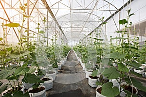 Cucumber plant growing in greenhouse with drip irrigation