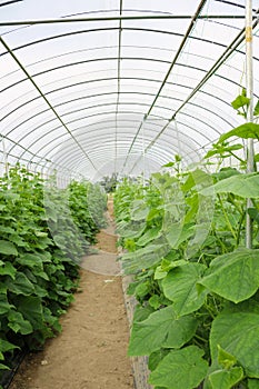 Cucumber plant growing inside greenhouse in farm.