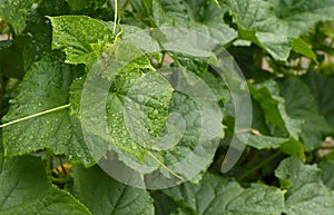 Cucumber plant growth