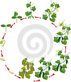 Cucumber plant growth cycle