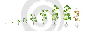 Cucumber plant. Growth stages. Vector illustration. Cucumis sativus. Ripening period. The life cycle of the cucumbers