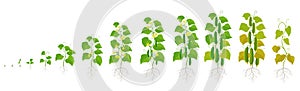 Cucumber plant. Growth stages. Vector illustration. Ripening period. The life cycle of the vegetable
