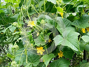 Cucumber plant-Kashmir valley