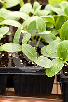 Cucumber Plant Seedlings