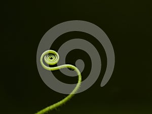 Cucumber Plant Tendril photo