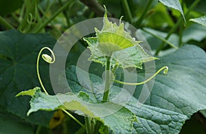 Cucumber plant with tendrils