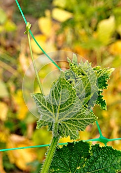 Cucumber plant with tendrils