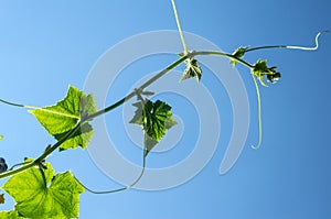 Cucumber plant with tendrils and flowers