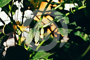 Cucumber plant under sun light