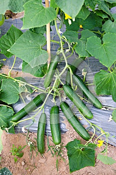 Cucumber plant with very prolific fruits