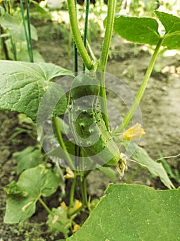 Cucumber plant with yellow flowers. Juicy macro of fresh vegetables on a background of leaves in the garden