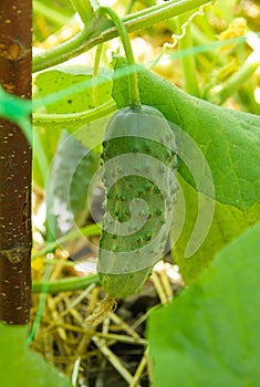 Cucumber plant with young fruits