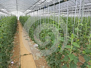 Cucumber Planting Base in Greenhouse