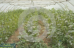 Cucumber plants being cultivated in polythene tunnel