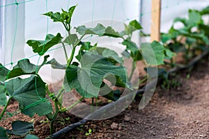 Cucumber plants and drip irrigation system in a greenhouse