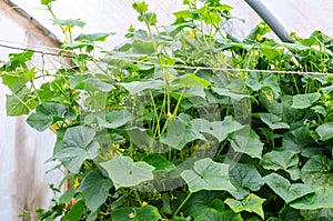 Cucumber plants