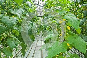 Cucumber Plants Growing Inside Greenhouse