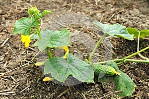 Cucumber plants grows in the soil