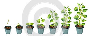 Cucumber plants in pot. cucumber growth stages from seed to flowering and ripening. illustration of healthy plants life