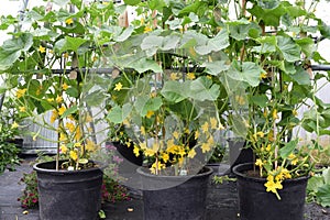 Cucumber plants in pots are flowering