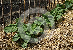 Cucumber plants and straw mulch