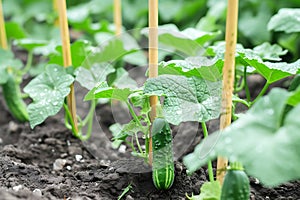 Cucumber Plants Supported by Stakes in Soil