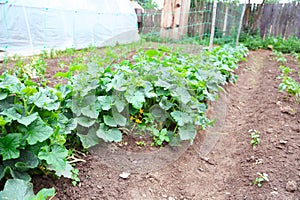 Cucumber plants in the vegetable garden, organic farming