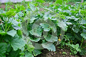 Cucumber plants in the vegetable garden, organic farming