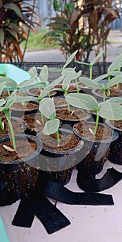 Cucumber seed sprouting is still in process