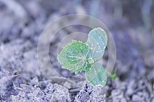 Cucumber seedling background