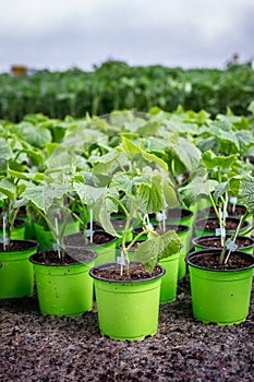 Cucumber seedling in pots ready for planting