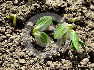 Cucumber seedlings