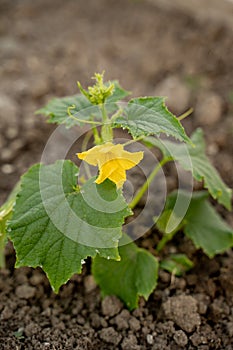 Cucumber seedlings, beautiful green