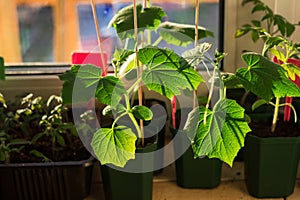 Cucumber seedlings in flower pots on a balcony window sill. Planting, urban home balcony gardening concept