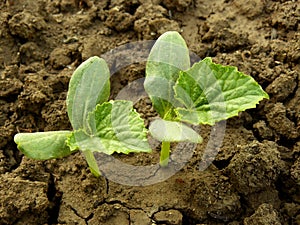 Cucumber seedlings