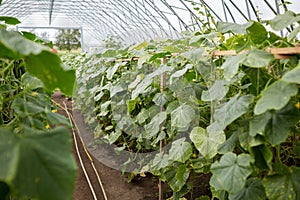 Cucumber seedlings growing at greenhouse
